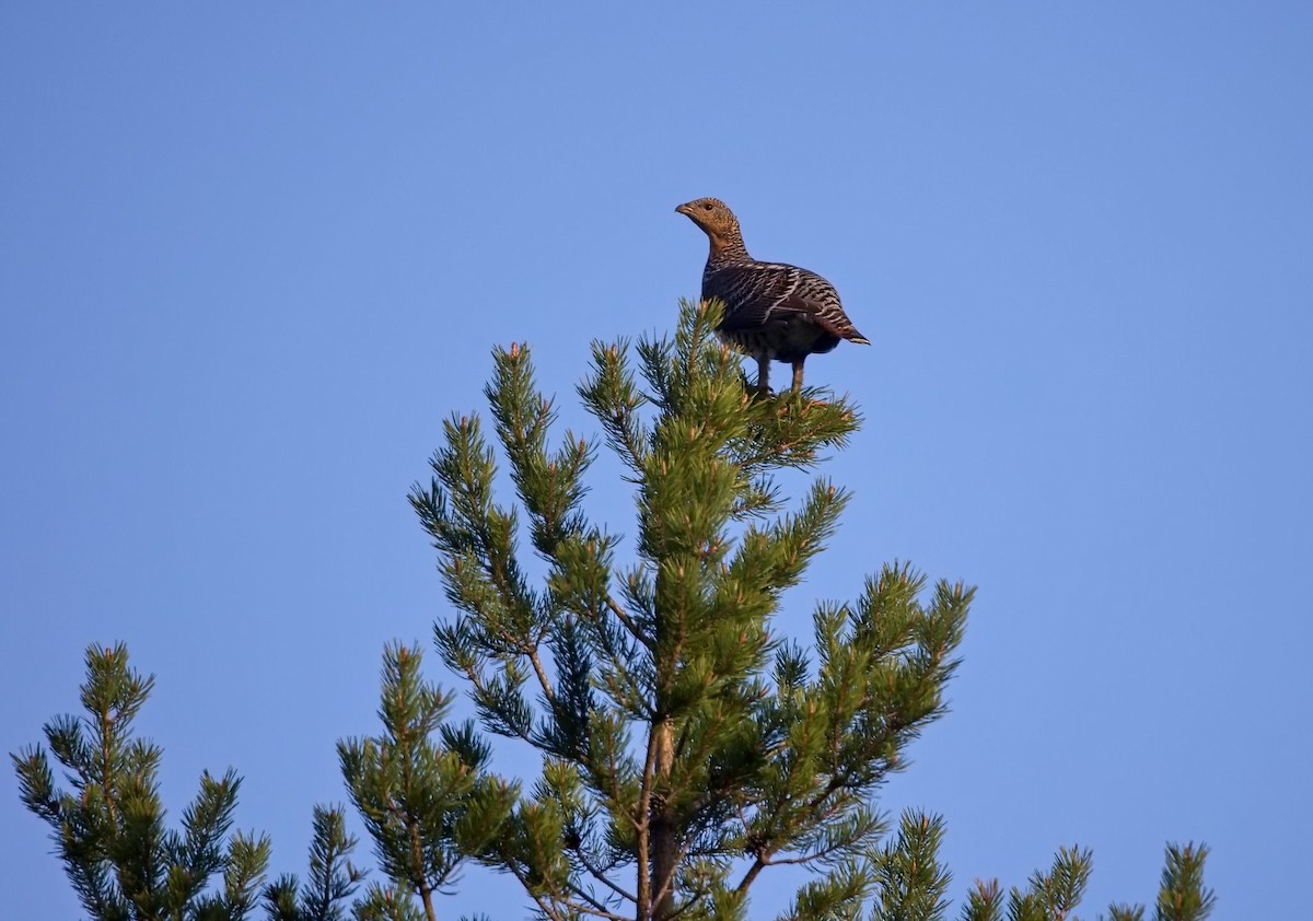 tetřev hlušec - ML644756333