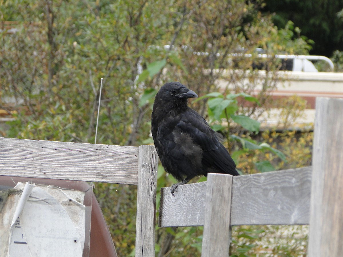 アメリカガラス - ML644756336