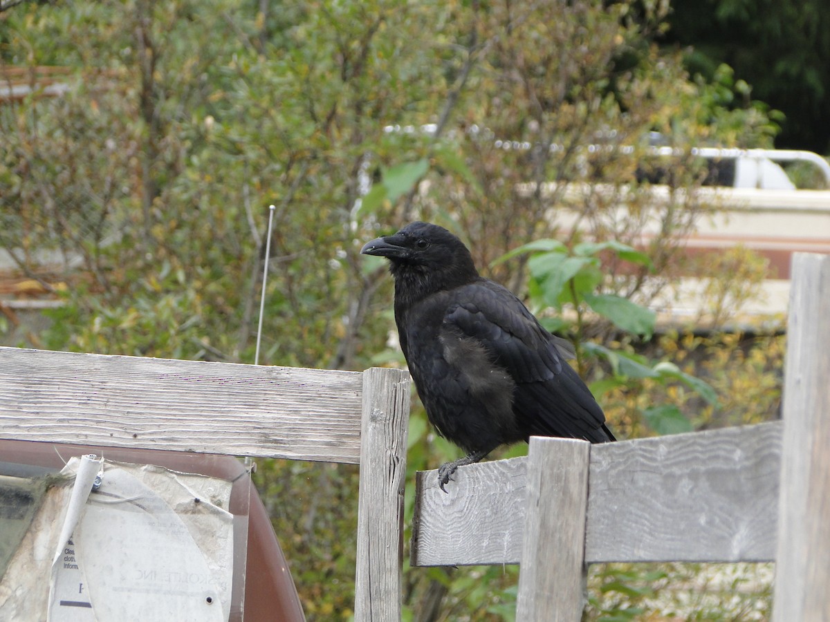 アメリカガラス - ML644756337