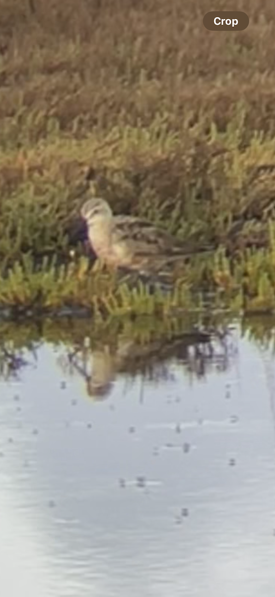 Txirri kurlinta - ML644756343