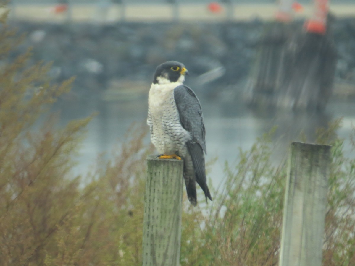 Faucon pèlerin - ML644756344