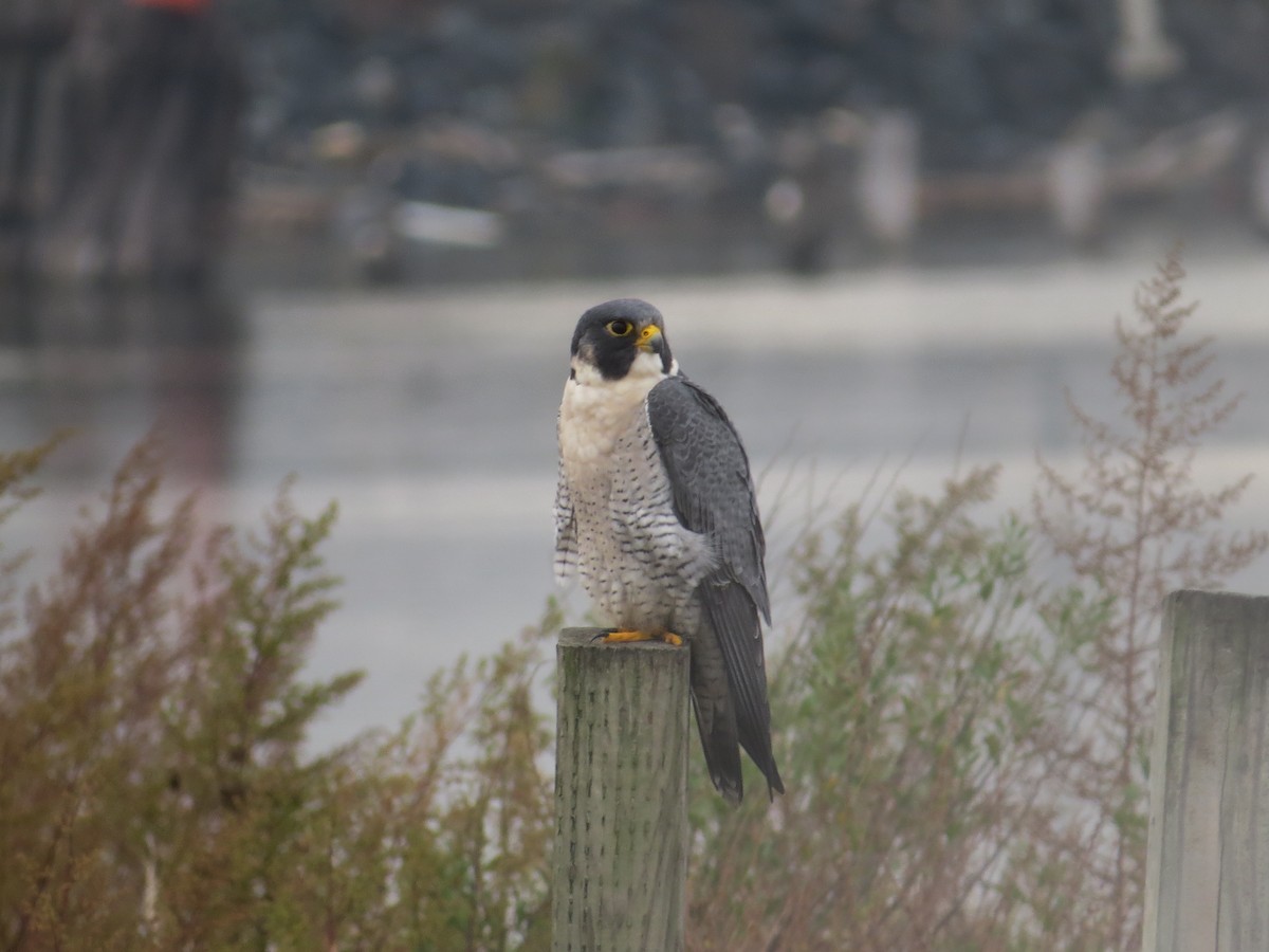 Faucon pèlerin - ML644756345