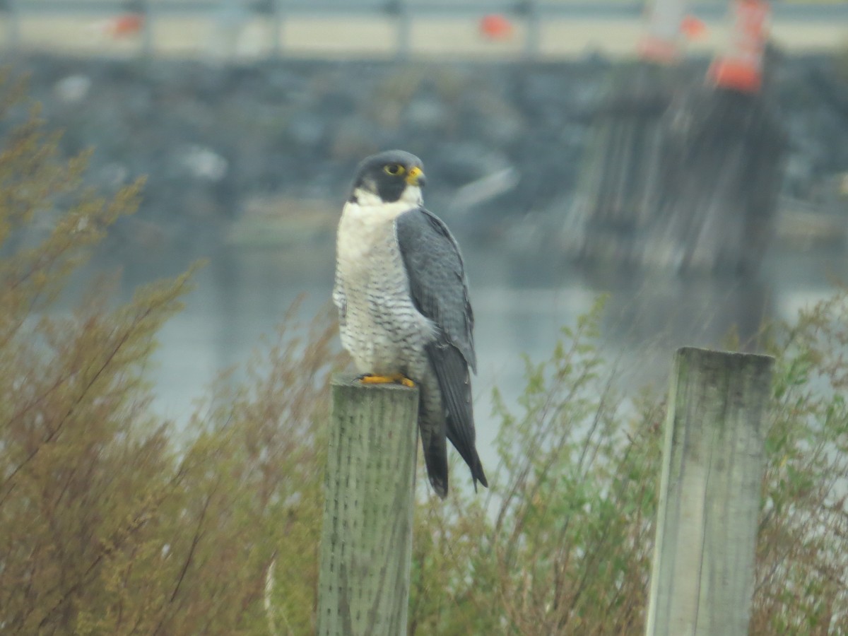 Faucon pèlerin - ML644756346