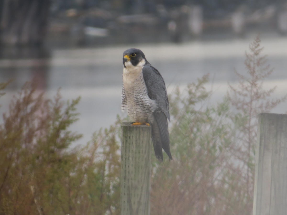 Faucon pèlerin - ML644756347