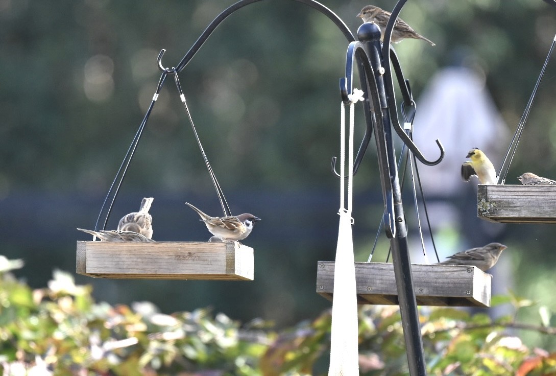 Eurasian Tree Sparrow - ML644756369