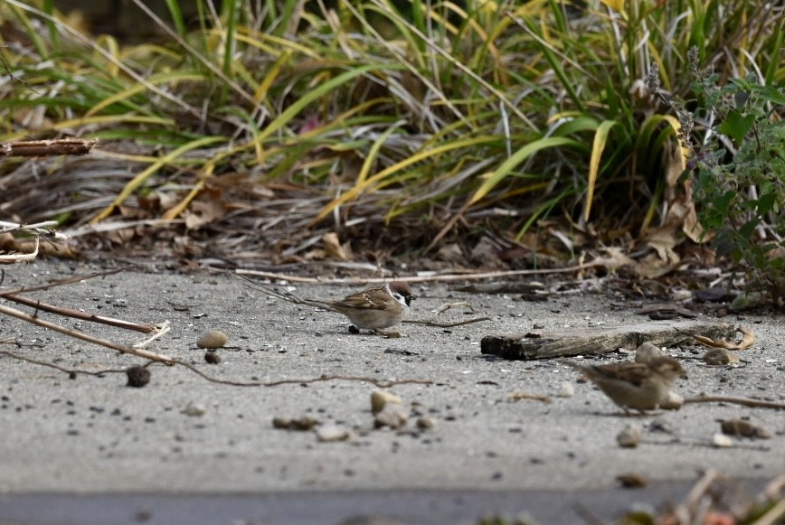Eurasian Tree Sparrow - ML644756370