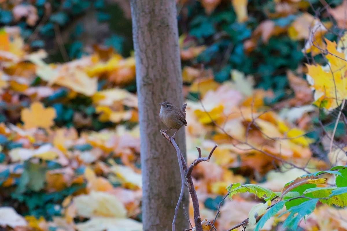 Eurasian Wren - ML644756392