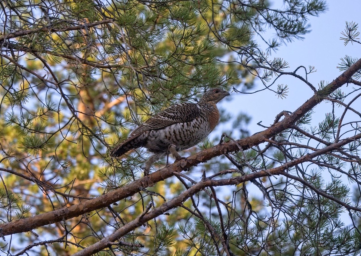 tetřev hlušec - ML644756422