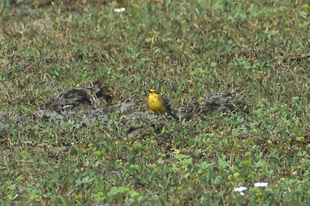 Western Yellow Wagtail - ML644756431