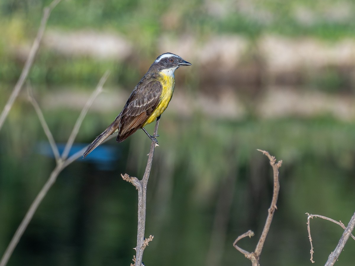 Sosyal Tiran - ML644756432