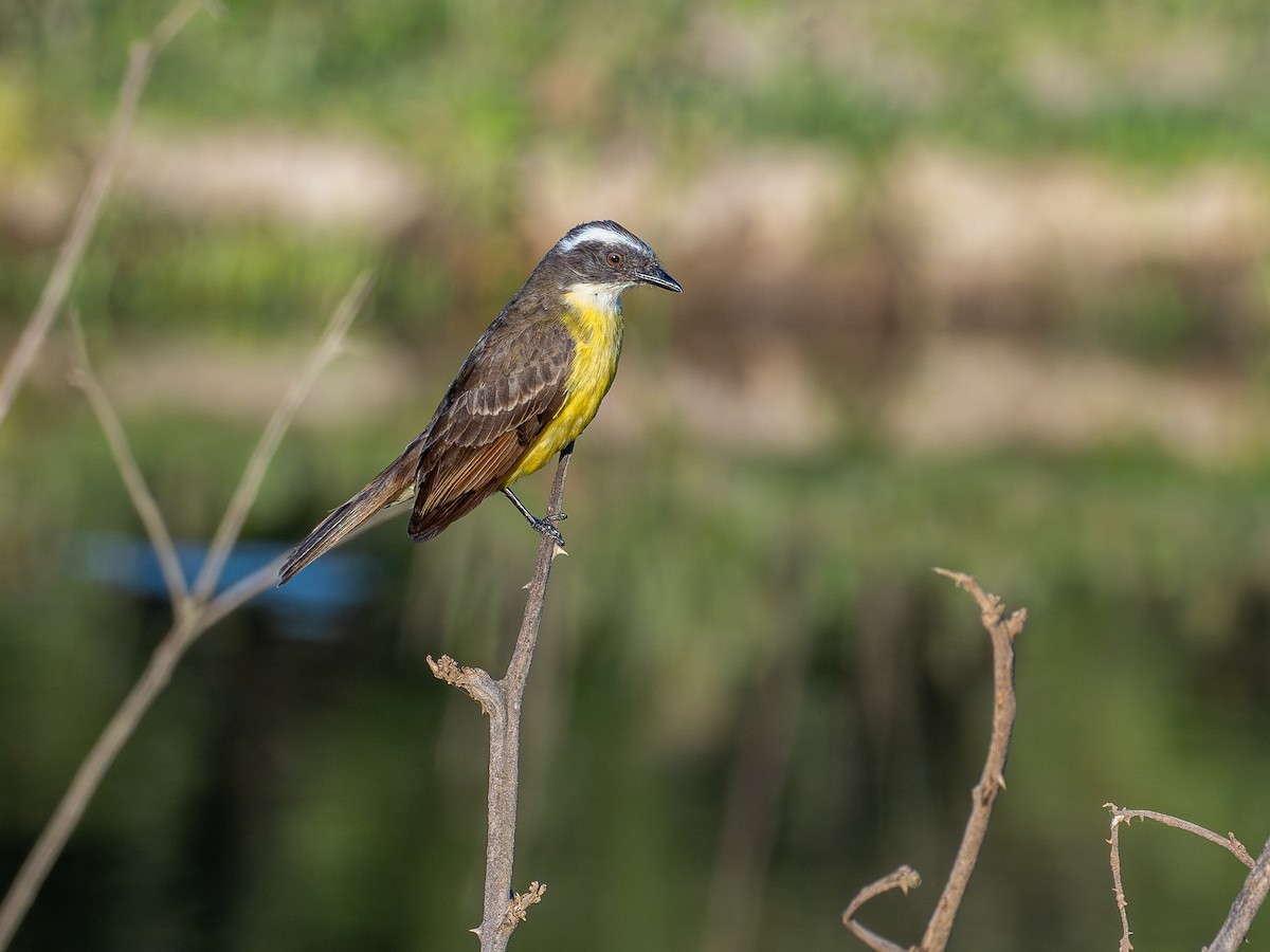 Sosyal Tiran - ML644756433