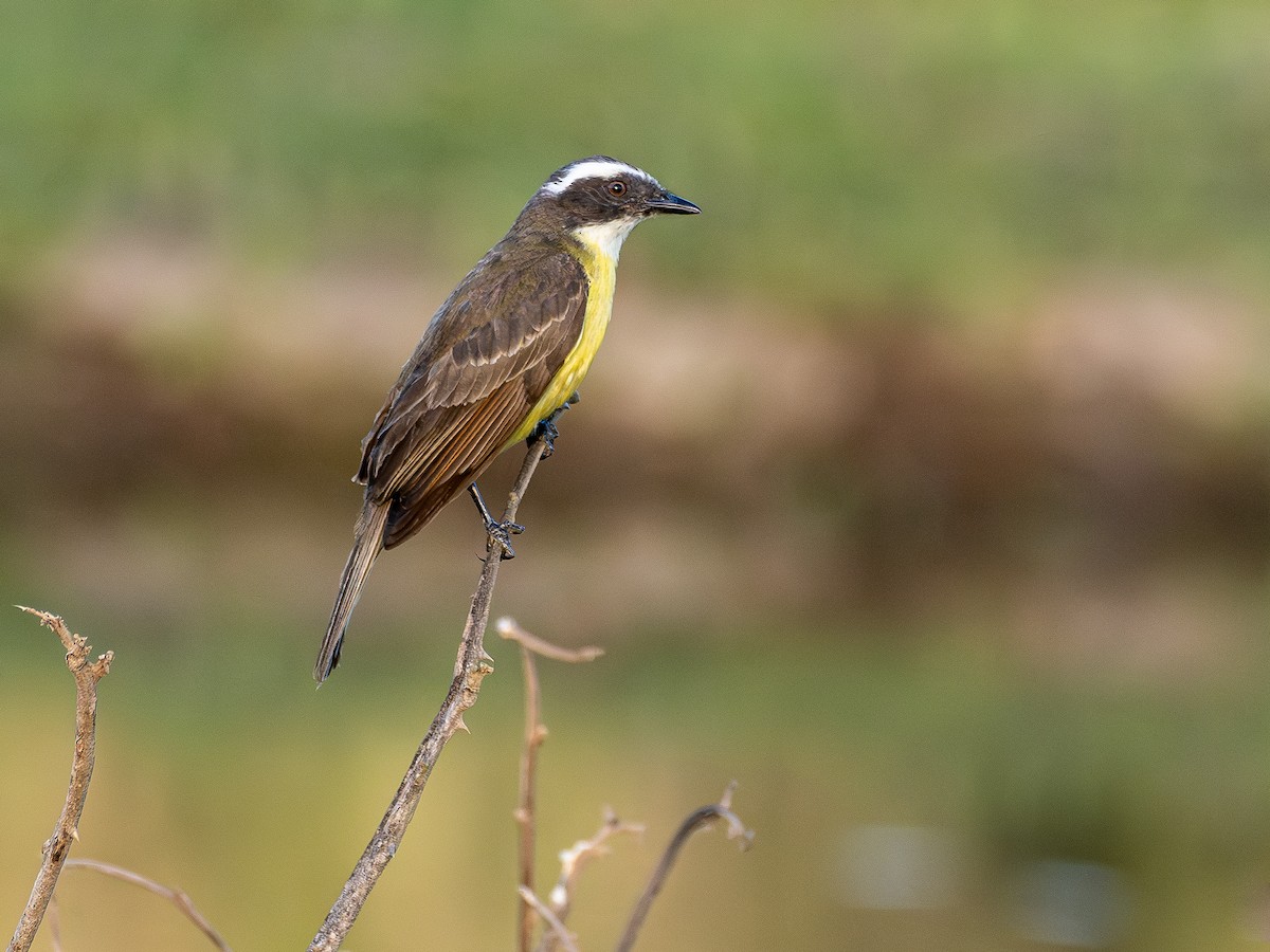 Sosyal Tiran - ML644756434