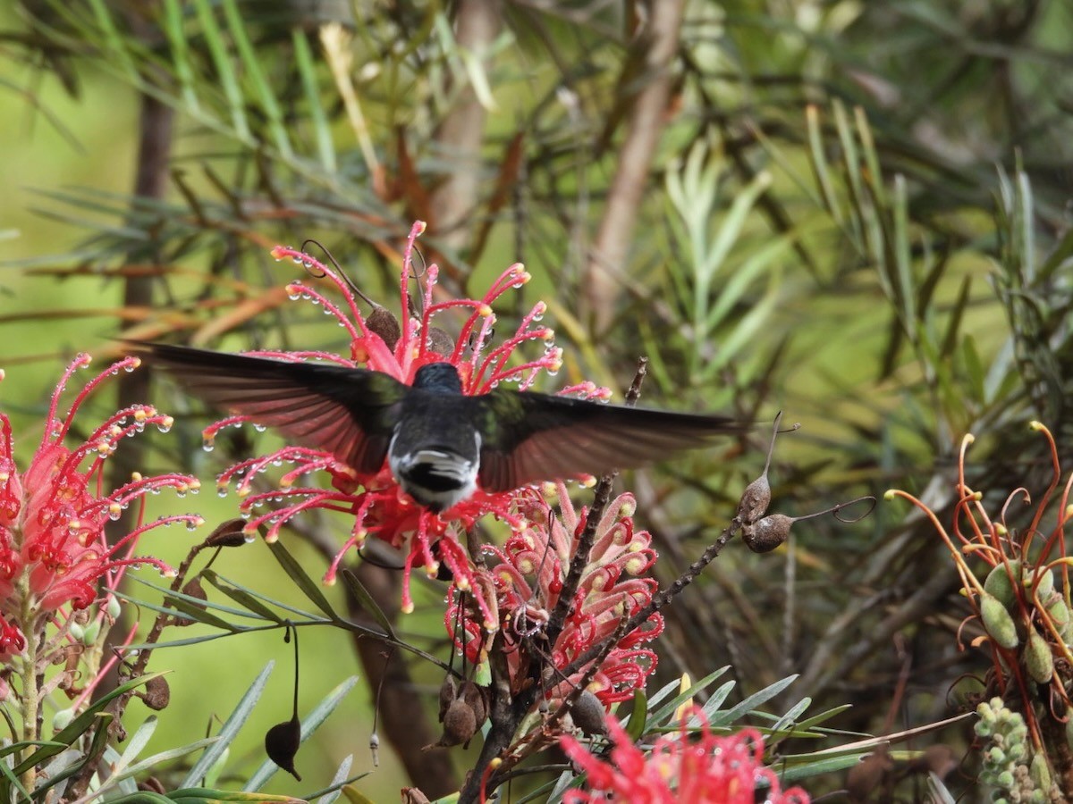 クロハチドリ - ML644756447