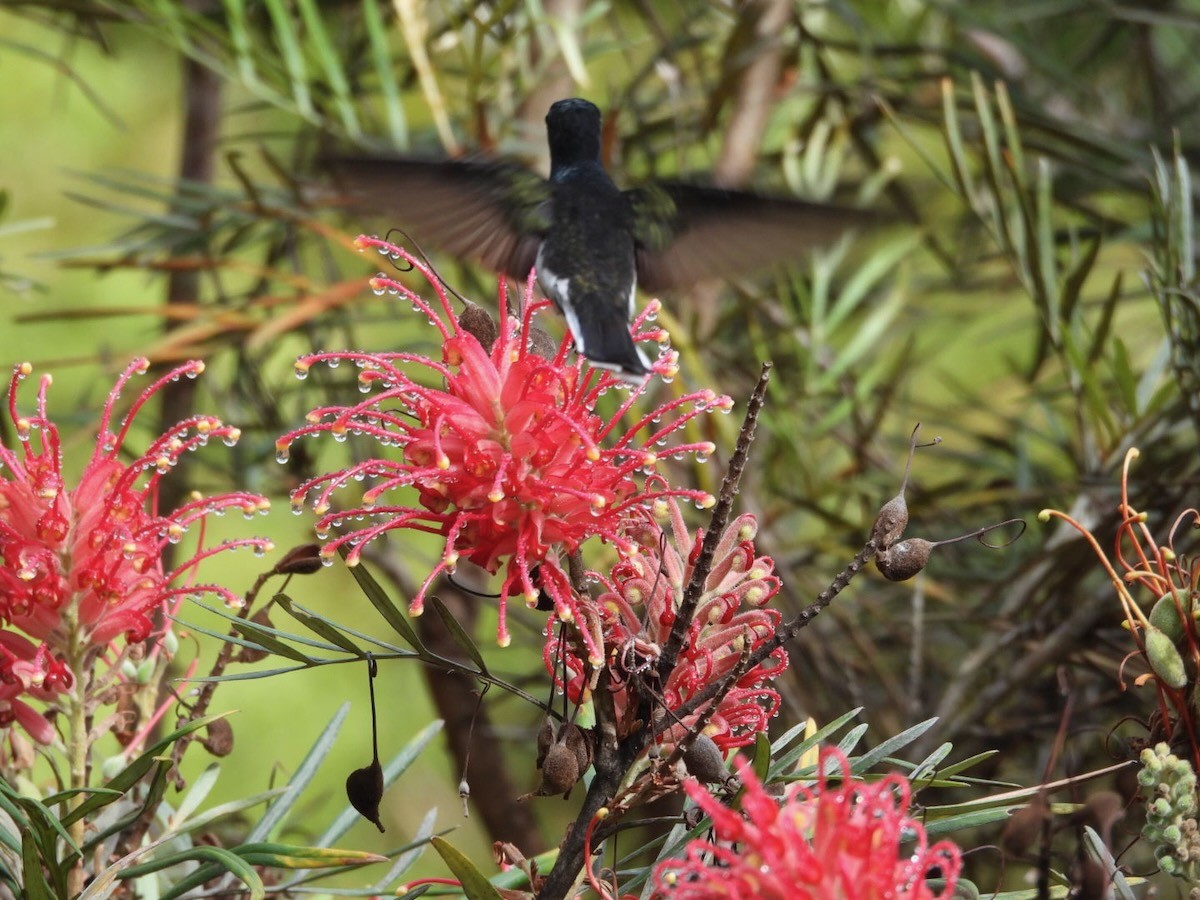 クロハチドリ - ML644756448