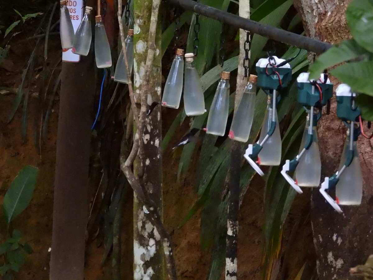 クロハチドリ - ML644756449