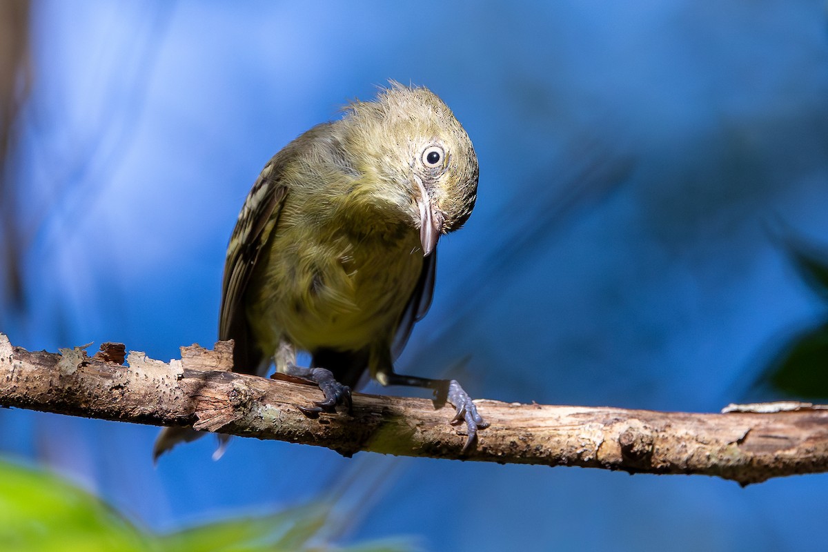 Espanyola Vireosu - ML644756462