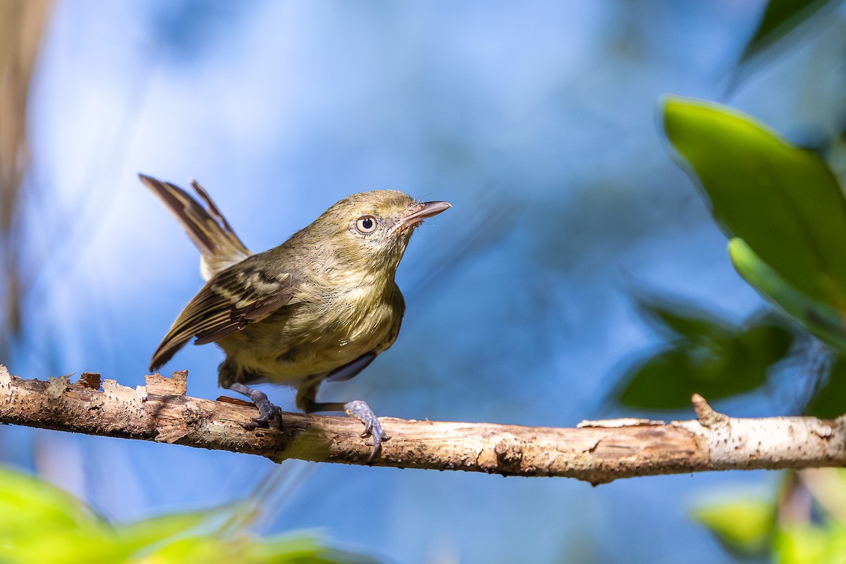 Espanyola Vireosu - ML644756463