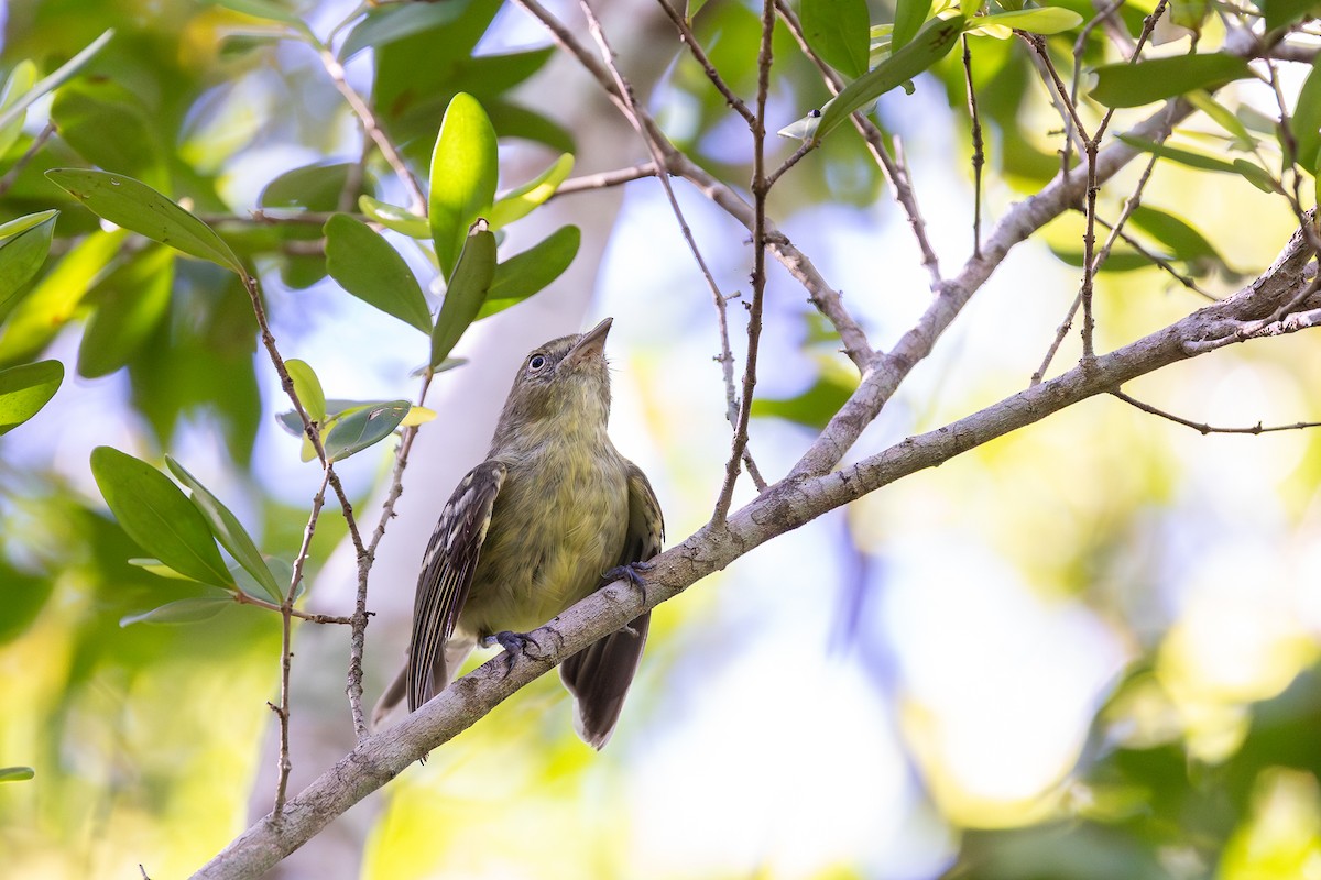 Flat-billed Vireo - ML644756464