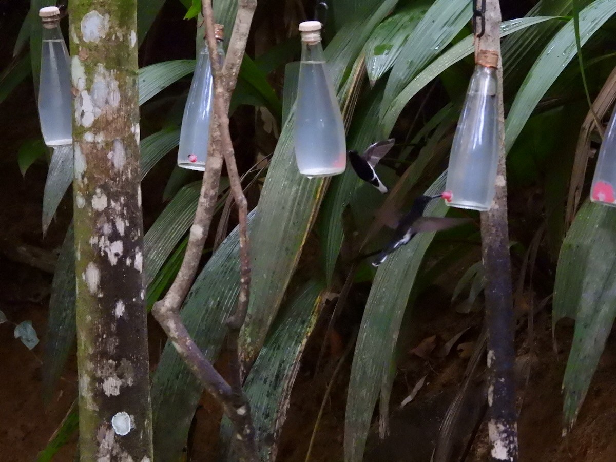 クロハチドリ - ML644756465