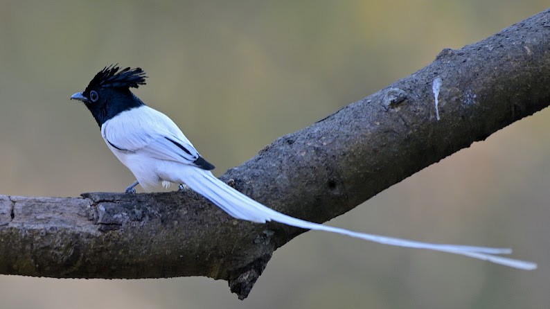 Indian Paradise-Flycatcher - ML644756472