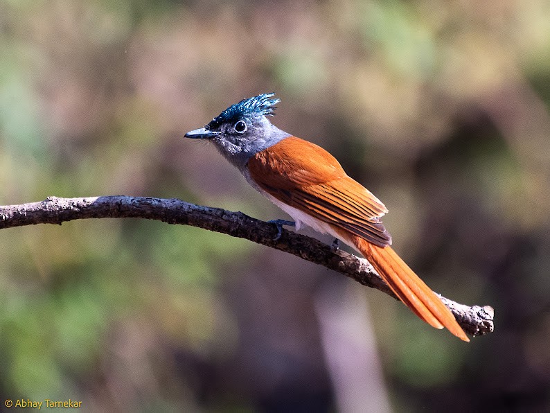 Indian Paradise-Flycatcher - ML644756473