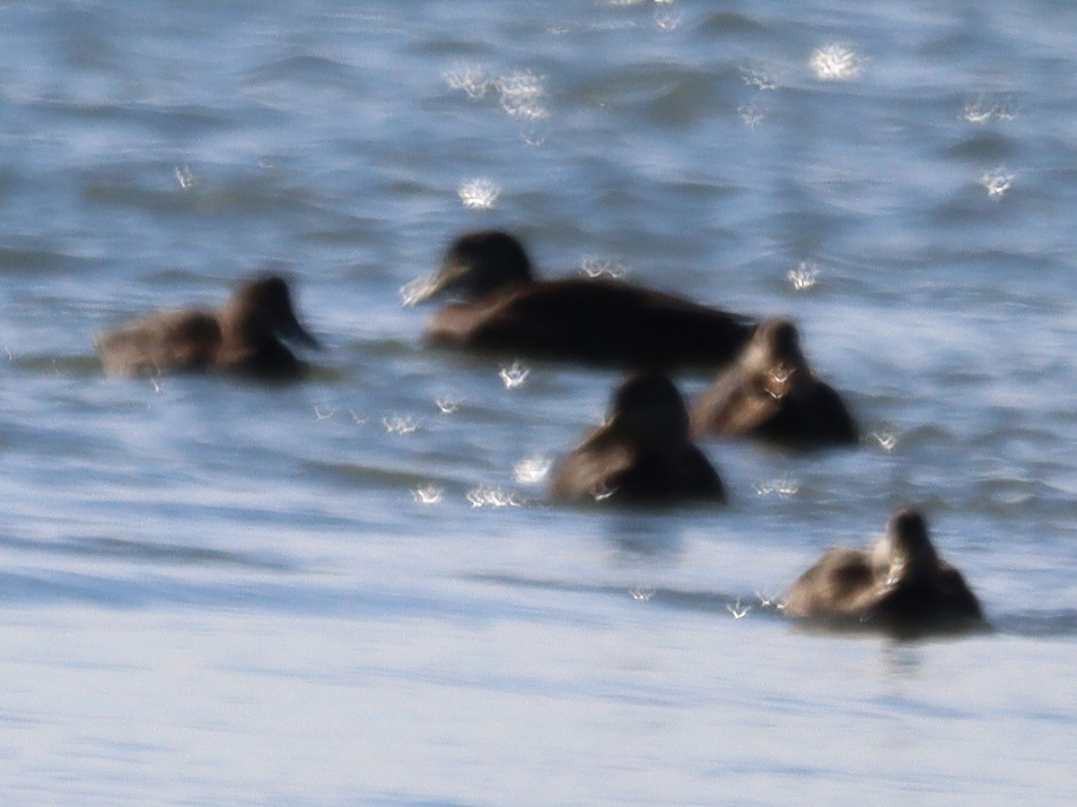 Американская синьга - ML644756480