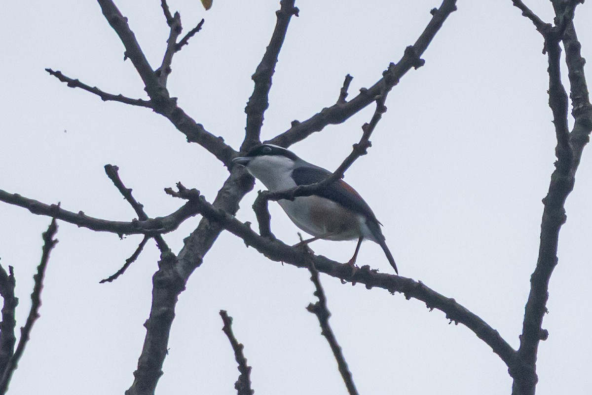 White-browed Shrike-Babbler - ML644756495