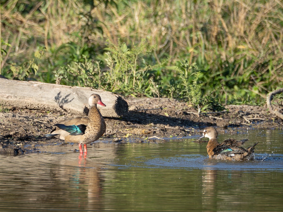 Brazilian Teal - ML644756532