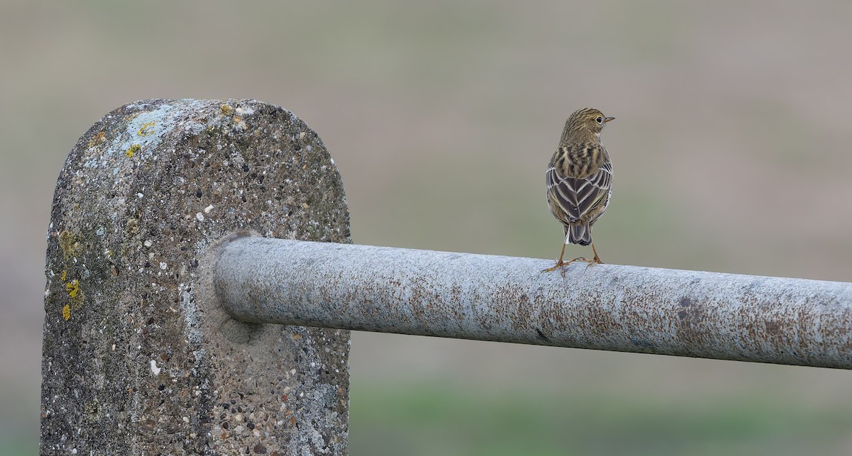 Pispola - ML644756535