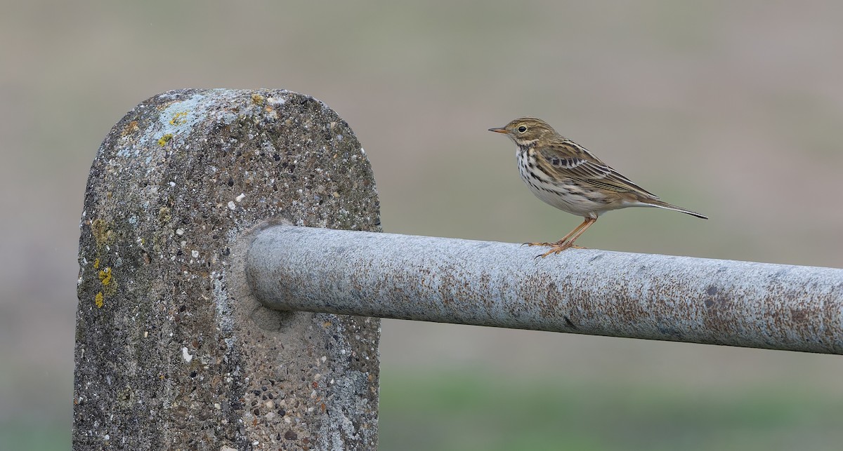 Pispola - ML644756536