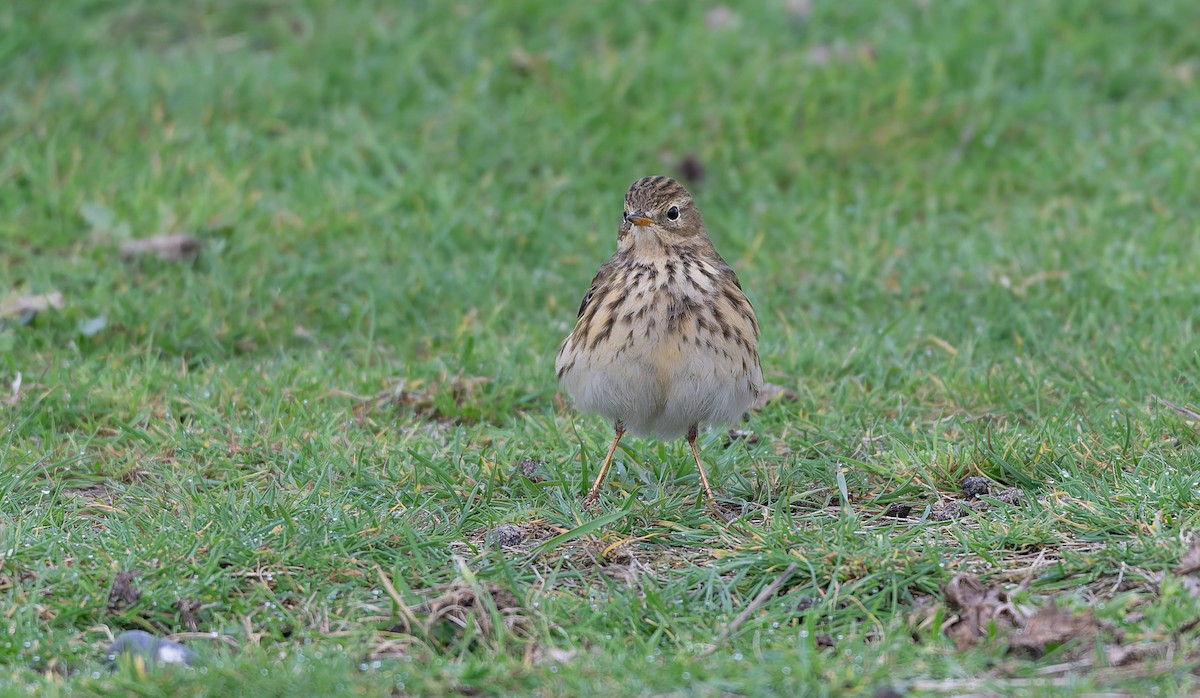 Pispola - ML644756537