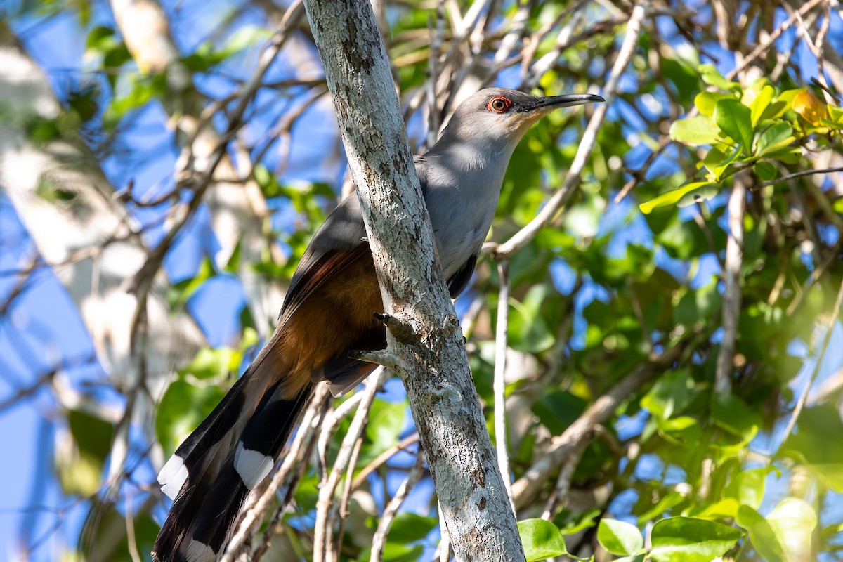 ヒスパニオラトゲカッコウ - ML644756542