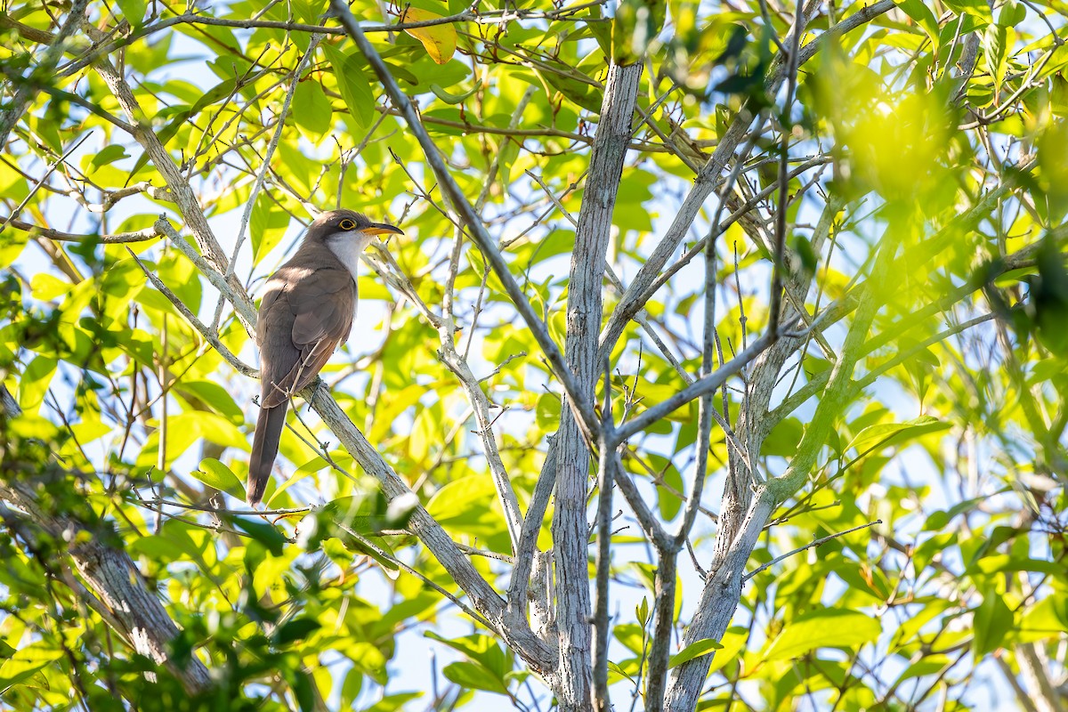 Yellow-billed Cuckoo - ML644756550