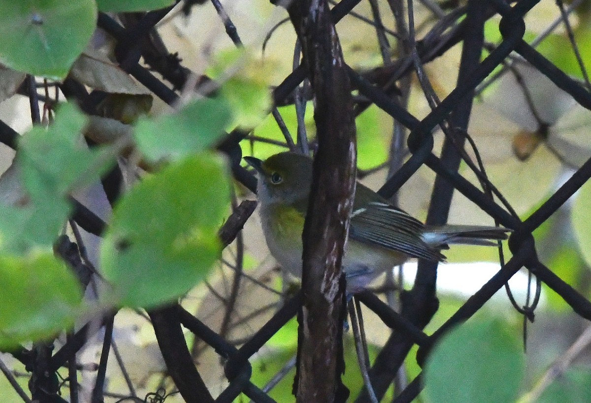 Weißaugenvireo - ML644756554