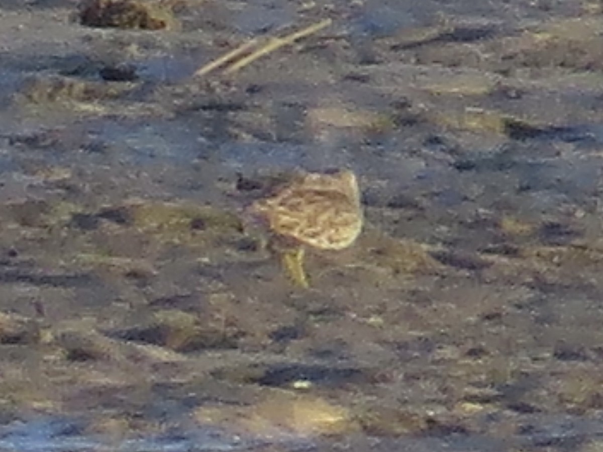 Bécasseau minuscule - ML644756557