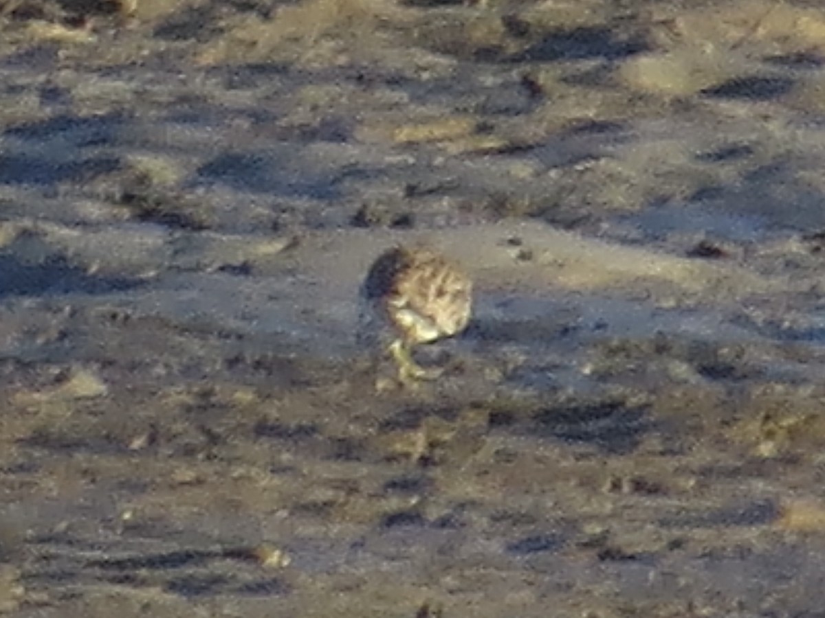 Bécasseau minuscule - ML644756558