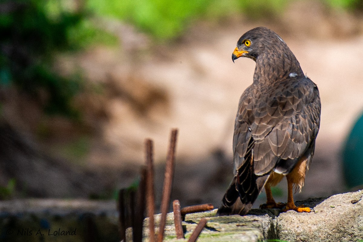 Grasshopper Buzzard - ML644756559