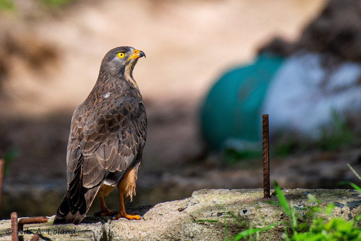 Grasshopper Buzzard - ML644756561