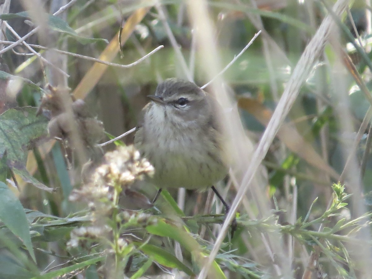 Paruline à couronne rousse (palmarum) - ML644756565