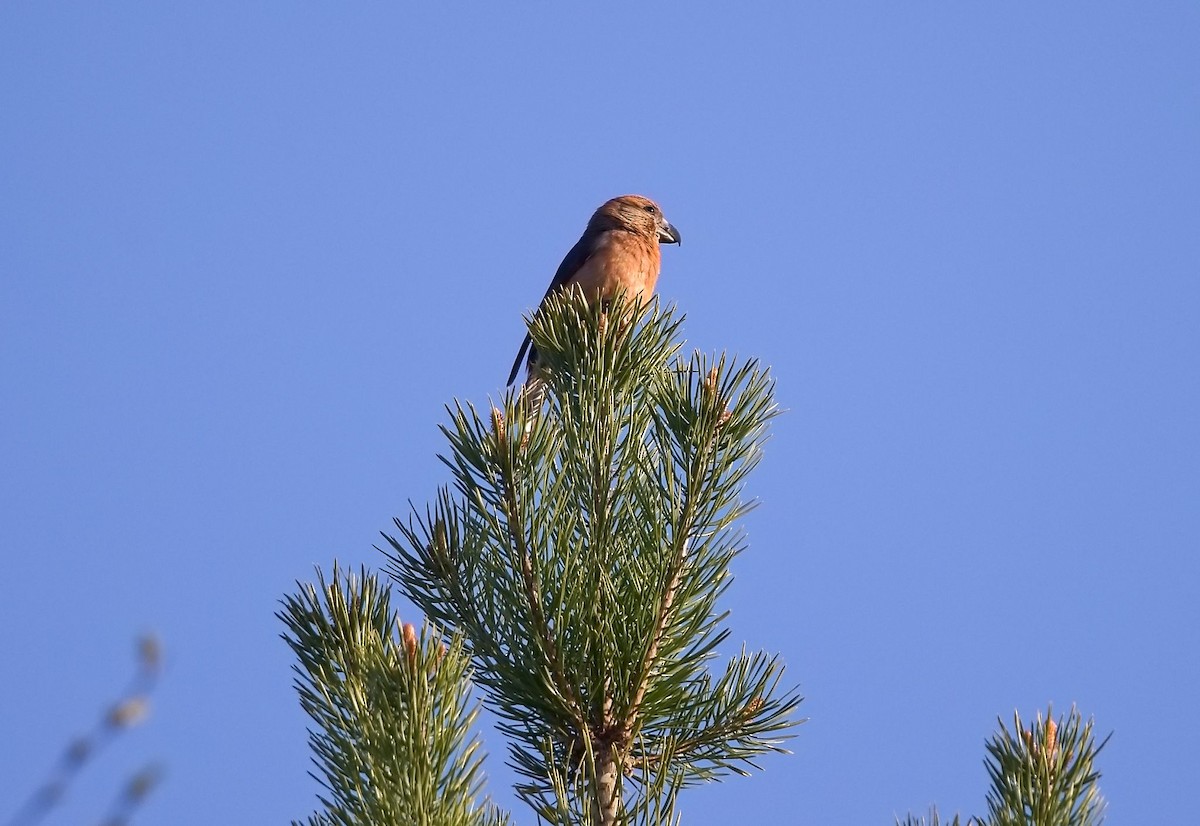 Parrot Crossbill - ML644756577
