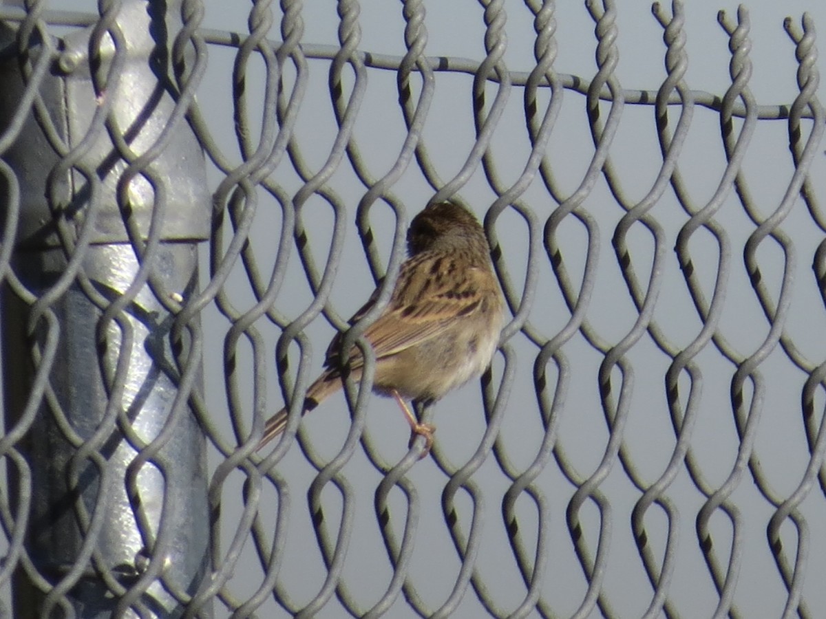 Bruant familier - ML644756581