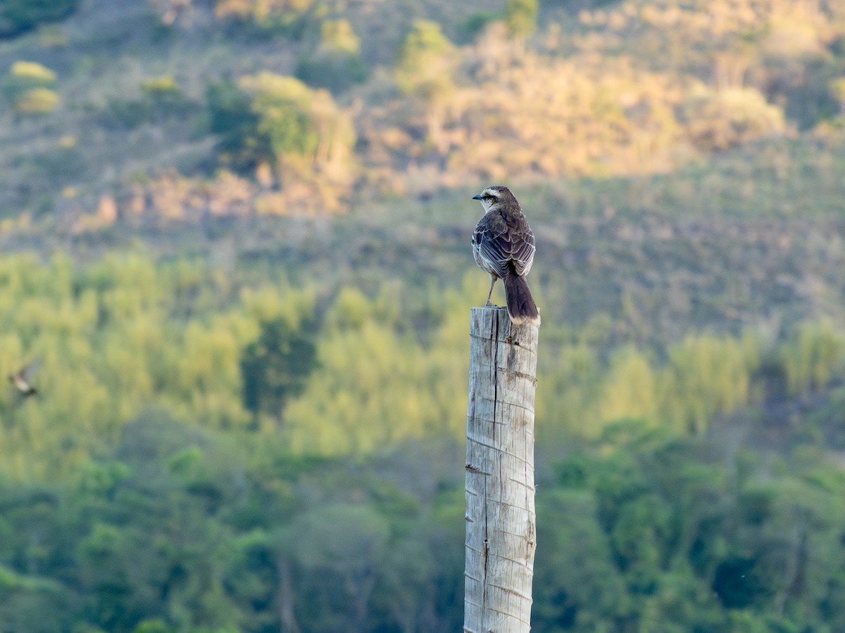 Kampo Taklitçisi - ML644756596