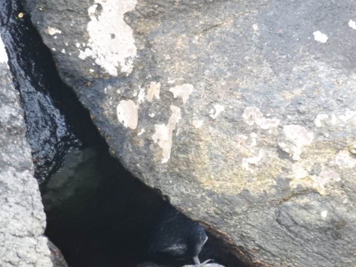 コビトペンギン - ML644756601