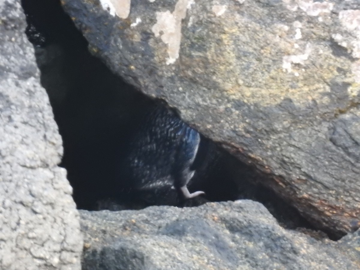 コビトペンギン - ML644756610