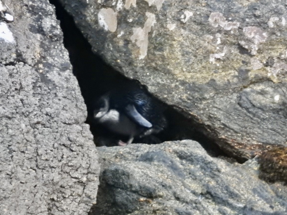 コビトペンギン - ML644756619