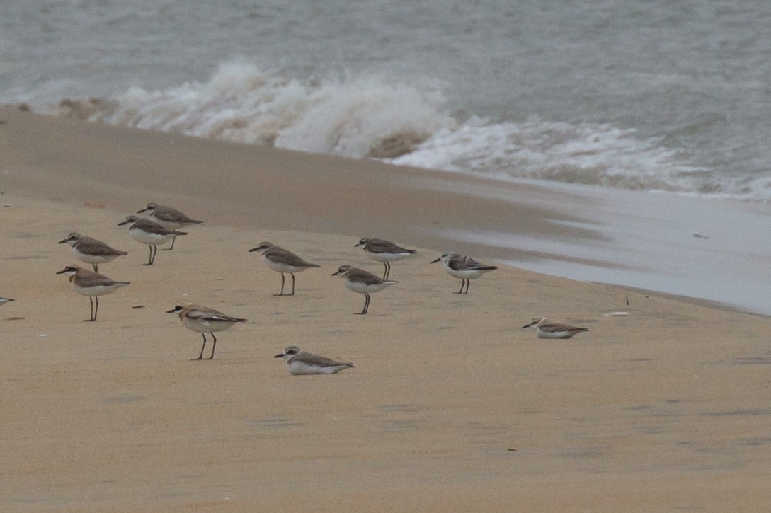 Sanderling - ML644756621