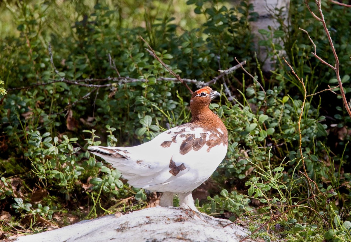 Willow Ptarmigan - ML644756626