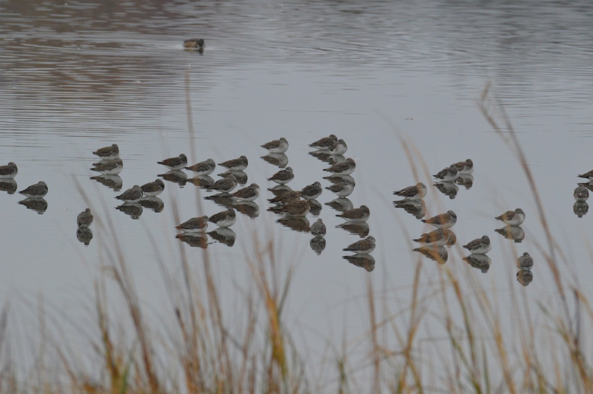Hudsonian Godwit - ML644756627