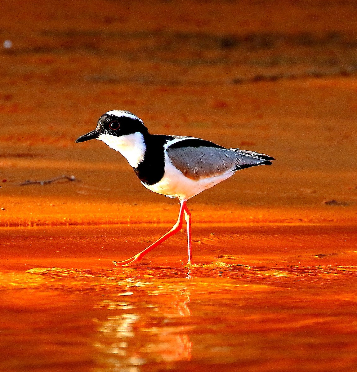 Vanneau de Cayenne - ML644756630