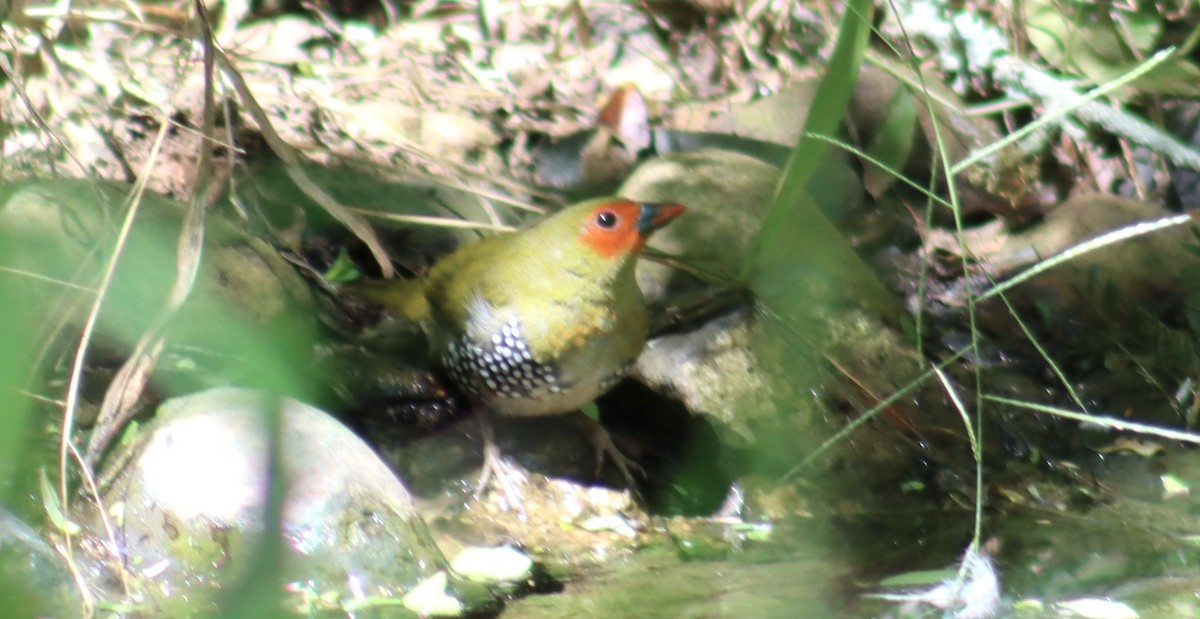 Green-backed Twinspot - ML644756634